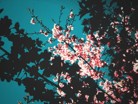 Cherry blossom against a teal sky, halftoned.