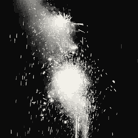 A firework bursting against a night sky, dithered to two tones.